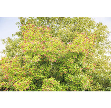 Ginnalalönn OMNIA GARDEN Acer tataricum ssp. Ginnala 50-80cm 150-pack