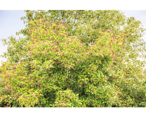 Lönnträd med löv och bevingade frön