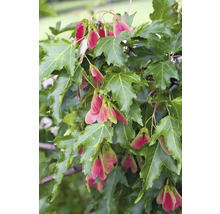 Närbild av en lönn med löv och frön