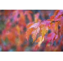 Närbild av lönnlöv på hösten