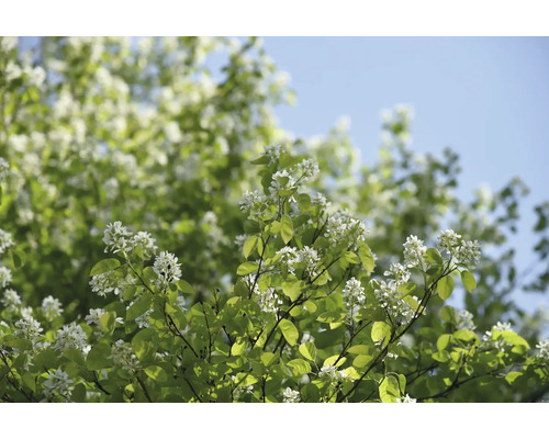 Blommande träd med gröna blad och vita blommor