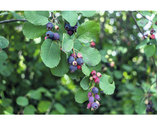 Saskatoon med mogna bär och blad