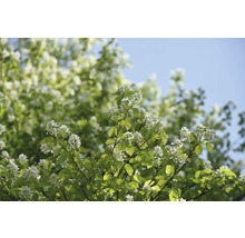 Blommande häggmispelbuske i trädgården.