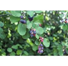 Trädgårdsbärsträdgren med mogna och omogna bär