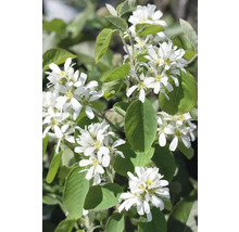 Ön med vita blommor och gröna blad.