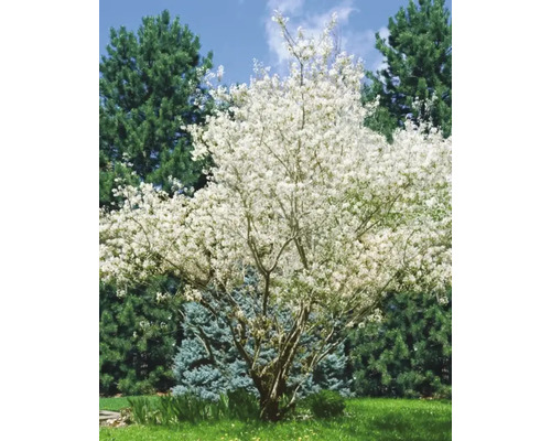 Blommande träd i trädgården