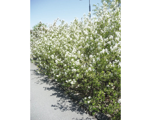 Blommande häckberberis som häck i trädgården.