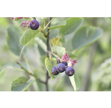 Felsenmispel med mogna frukter och blad