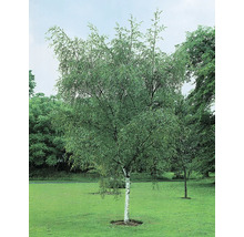 Enskild björk med gröna blad på gräsmatta.