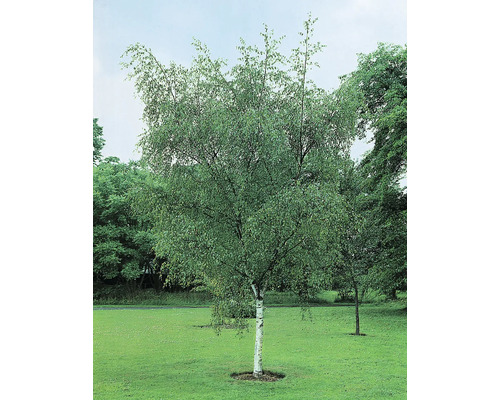 Enskild björk med gröna blad på gräsmatta.