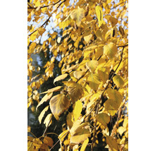 Gren av en björk med gula löv