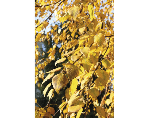 Gren av en björk med gula löv