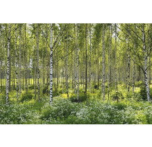 Björkskog med vita blommor i undervegetationen