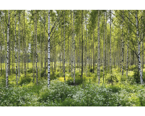 Björkskog med vita blommor i undervegetationen