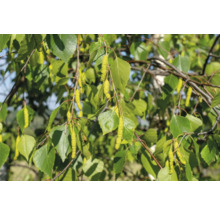 Närbild av björkgrenar med blad och blomställningar.