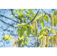Gren av avenbok med blad och blomställningar