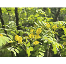 Blommande gullregnsbuske med gula blommor