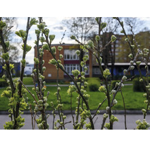 Gren med knoppar i vårträdgården