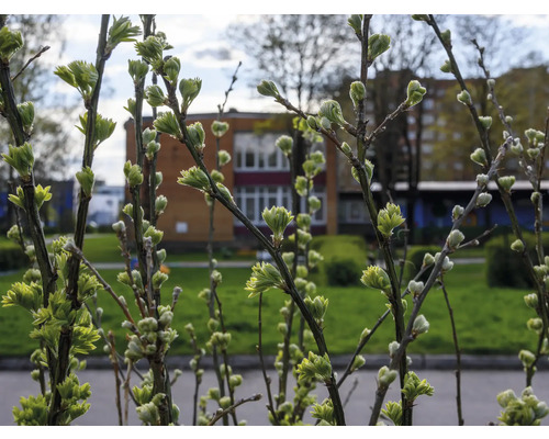 Gren med knoppar i vårträdgården