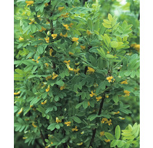 Blommande karaganväxt med gröna blad och gula blommor
