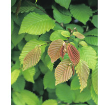 Närbild av avenbokblad