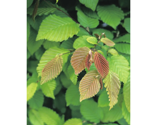 Närbild av avenbokblad