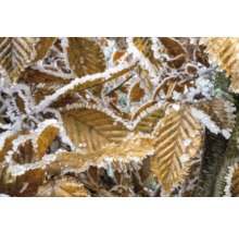 Närbild av löv med frost