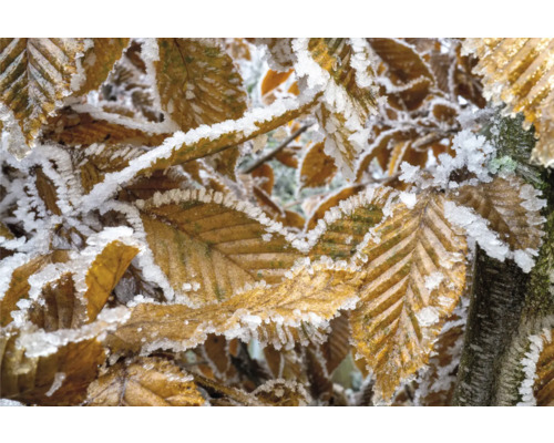 Närbild av löv med frost