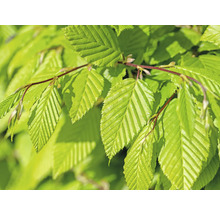 Närbild av avenboksblad på en gren