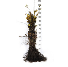 Bokhäckplantor med rotklump och storleksangivelse