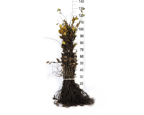 Bokhäckplantor med rotklump och storleksangivelse