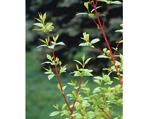 Kornell med röda grenar och gröna blad