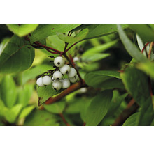 Snöbärsbuske med vita bär och gröna blad