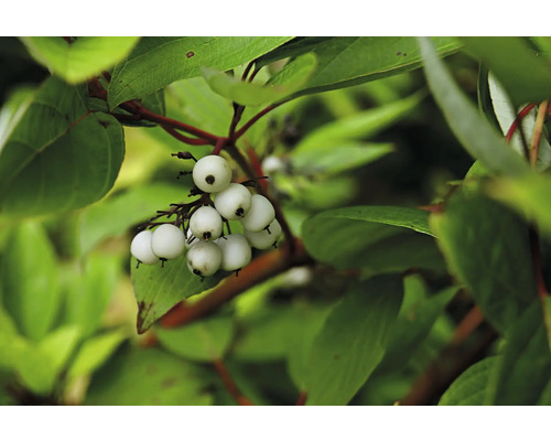 Snöbärsbuske med vita bär och gröna blad