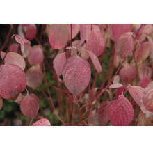 Närbild av rosa prydnadskörsbärsblad