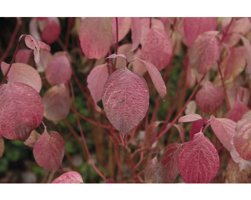 Närbild av rosa prydnadskörsbärsblad