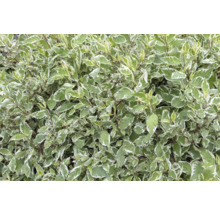 Kornellhäck med grönvita blad