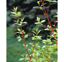 Kornellbuske med röda grenar och gröna blad.