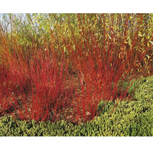 Röda kornellbuskar i trädgården.