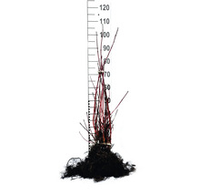 Röd kornellplanta med rotklump och storleksangivelse