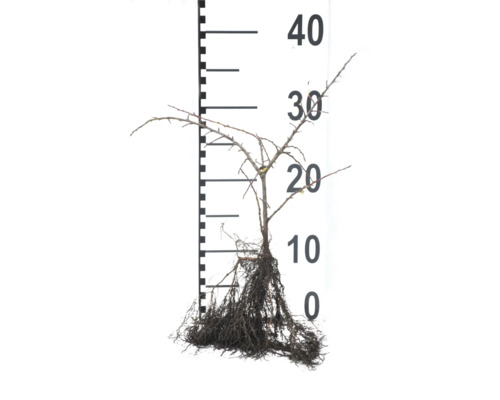 Barrotad växt med en storlek på 40 centimeter