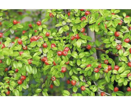 Bilden visar en oxbärsbuske med blad och bär.