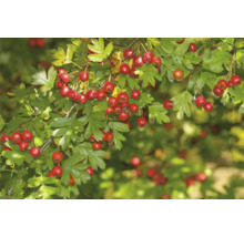 Hagtornsgren med gröna blad och röda bär