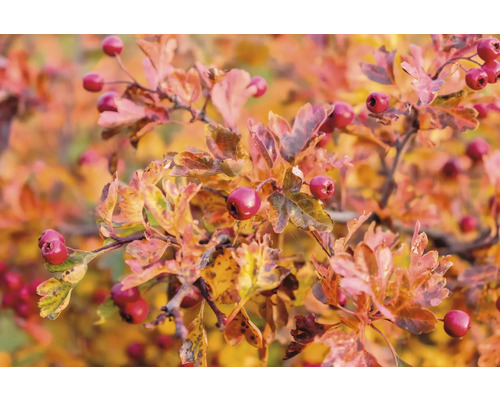 Närbild av nyponkvistar med löv