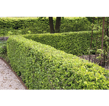 Trädgård med klippta häckar och grusgång