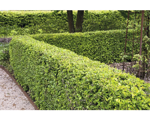 Trädgård med klippta häckar och grusgång