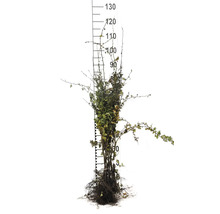 Barrotad växt med skala för att indikera storlek