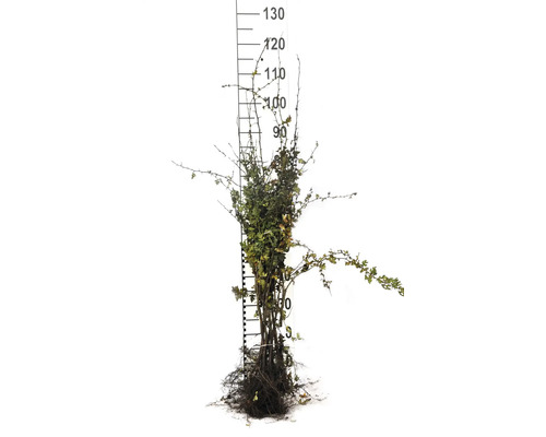 Barrotad växt med skala för att indikera storlek