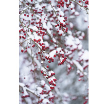 Grenar med röda bär under snö