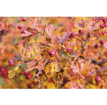 Hagtorn med löv och bär